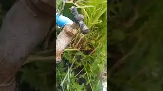 BUDOL IS REAL SPRAY SOBRANG LAKAS DAW.