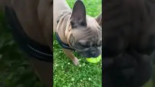 Гера спортсмен!! #bulldog #французскийбульдог