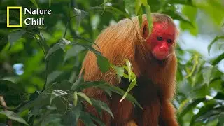 Prairies Of Amazonia - The Future is Wild | National Geographic Documentary 2023