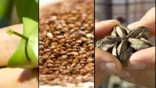 The Health Benefits of Tropical Shakeology by Beachbody