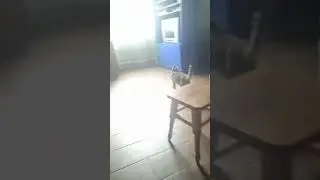 кот убегает в жопу мужику