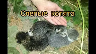 Слепые котята.