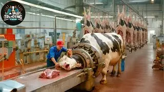 Inside The Food Factory : How 15 Millions Of Cattle Are Processed In Factories In Australia