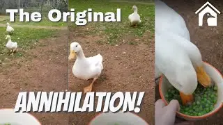 Ducks annihilate a bowl of peas
