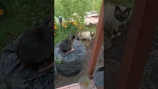 Кошачья компания