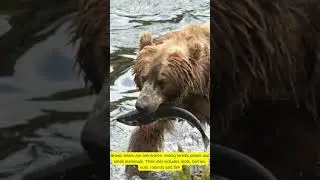 Brown Bear Chronicles | Exploring the Untamed World of Ursus Arctos #shorts  #facts #brownbear