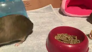 My first video(introduction to you of me and my guinea pigs) :D