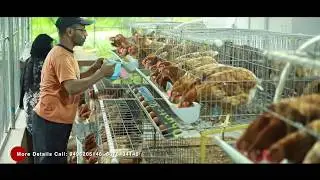 Poultry farming with modern facilities (Furnished cage)