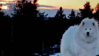 Собаки Самоеды!!!!