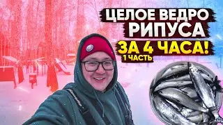 ЦЕЛОЕ ВЕДРО РИПУСА ЗА 4 ЧАСА!!!!!!! Рыбалка на Увильдах. Часть 1