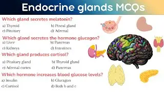 🧠 Endocrine Glands MCQs | Hormones & Human Physiology Quiz