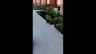 КЕКС КОТОВ !!!! ПРИКОЛ