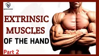 Muscles of the forearm | Origin , Insertion and Action | Extrinsic muscles | Part 2