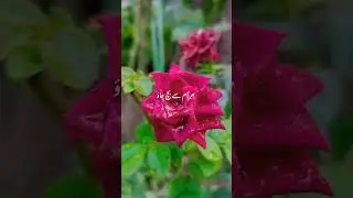 Irshad e Nabvi.....#shortvideo #shortsvideo #bayan #shorts #short #shortfeed