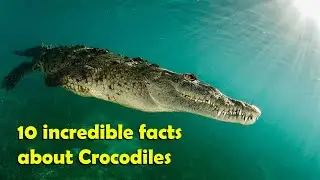 10 incredible facts about Crocodiles🐊