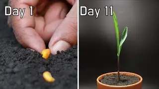 How Corn Grow from Seeds | 11 Days in 2 Minutes Timelapse