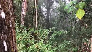 Museu Felícia Leirner, a floresta que chora…