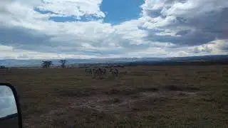 Mating Zebras have fun Next to White Rhinos at Lake Nakuru National Park, Kenya 🇰🇪🇰🇪🇰🇪. enjoy!!