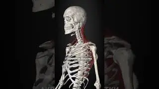 Снимаем боль в трапеции #докторартемпак