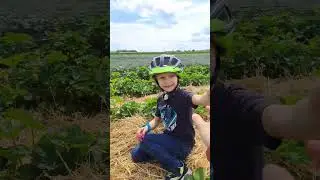 клубника на поле в Германии