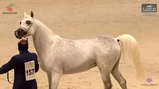 UAE National AH Championship 2024   Class 9
