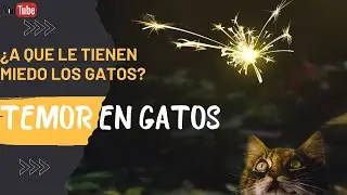 A QUE LE TIENEN MIEDO LOS GATOS? 🙀🙀
