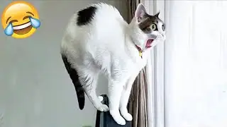 Funny cats and dogs video #20 🤣