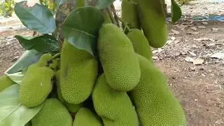 Perkebunan nangkadak di musim kemarau