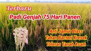 PADI DANUMOYO_03 #DM_03 #Padi Unggul #UMUR 75 HARI