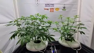 Sour Diesel Cannabis Plant TOP VS FIM update p.3