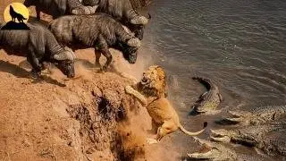 The Cape buffalo alliance is the strongest in the African savanna | wild animals