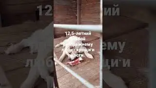 Алабай Буран. лёгкий перекус.