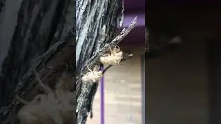 Cicada Exoskeleton #gardening