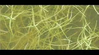 Callitriche hamulata   The Intermediate Water starwort   Greece  12 2 2019