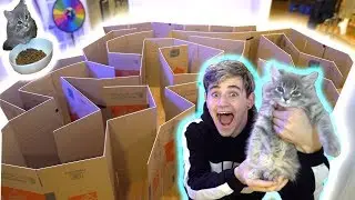 Building an EPIC BOX FORT MAZE for my Cute Kitten (Adorable)