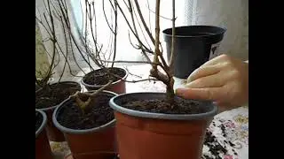 27. 03. 2023 г. Моя большая посылка и обрезка саженцев.