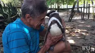 La increíble historia del pingüino que viaja 8000 km para visitar al hombre que lo salvó