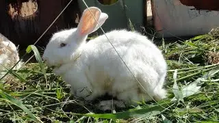 Adelvice the Sick Meat Rabbit is Dead (Graphic)