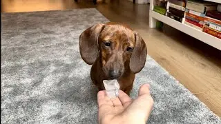 Mini dachshund vs ice cube