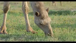 camel