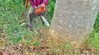 amazing!! cut down the big gamelina tree