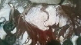Negro Prison Songs /