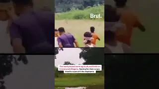 When a herd of 27 elephants strayed into a village…