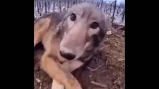 dgo.mp4