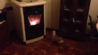 Chihuahua che giocano
