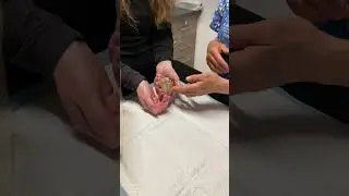 3 dumpede hamstere er ved dyrlæge