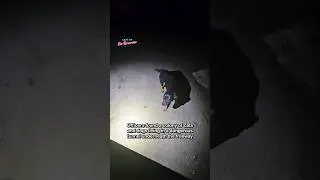 Cats and Dogs Found Living Under Dangerous Freeway 