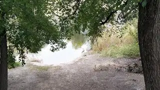 Цапля прогуливается по реке.