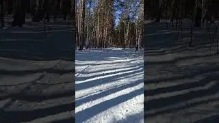Снежный апрельский лес