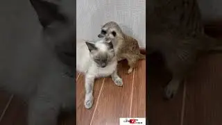 Коту надоела суриката 